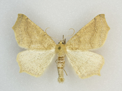 Prochoerodes truxaliata