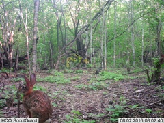 Sylvilagus cunicularius insolitus