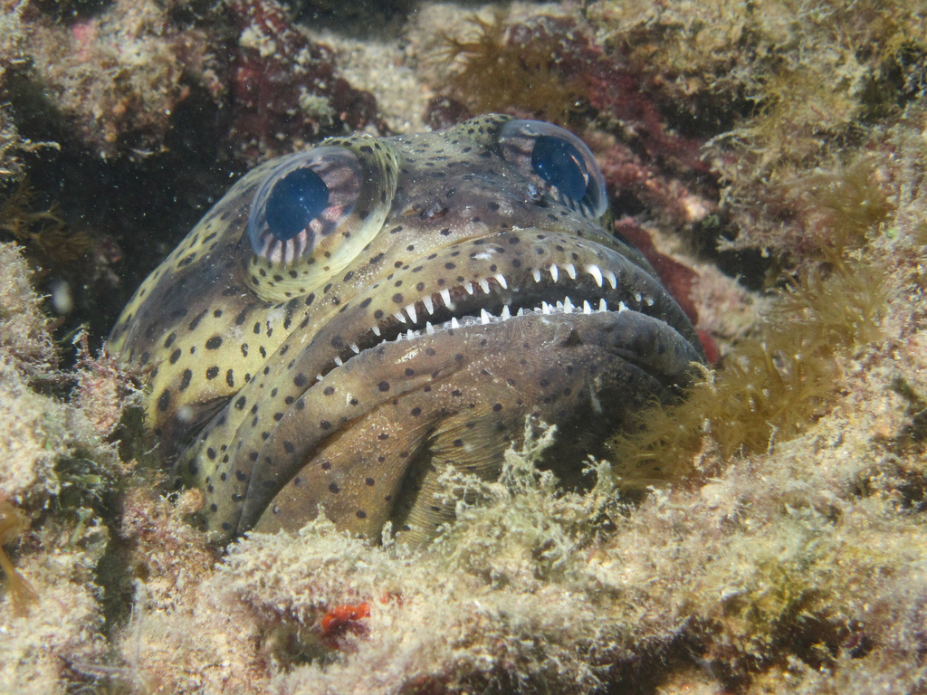 Papuan jawfish (Opistognathus papuensis) — Opistognathidae