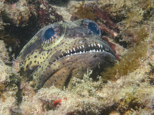 Papuan jawfish (Opistognathus papuensis) — Opistognathidae