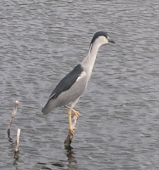 Nycticorax nycticorax image