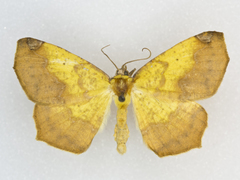 Antepione thisoaria