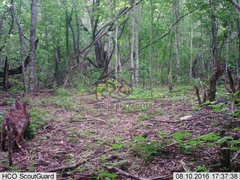 Sylvilagus cunicularius insolitus