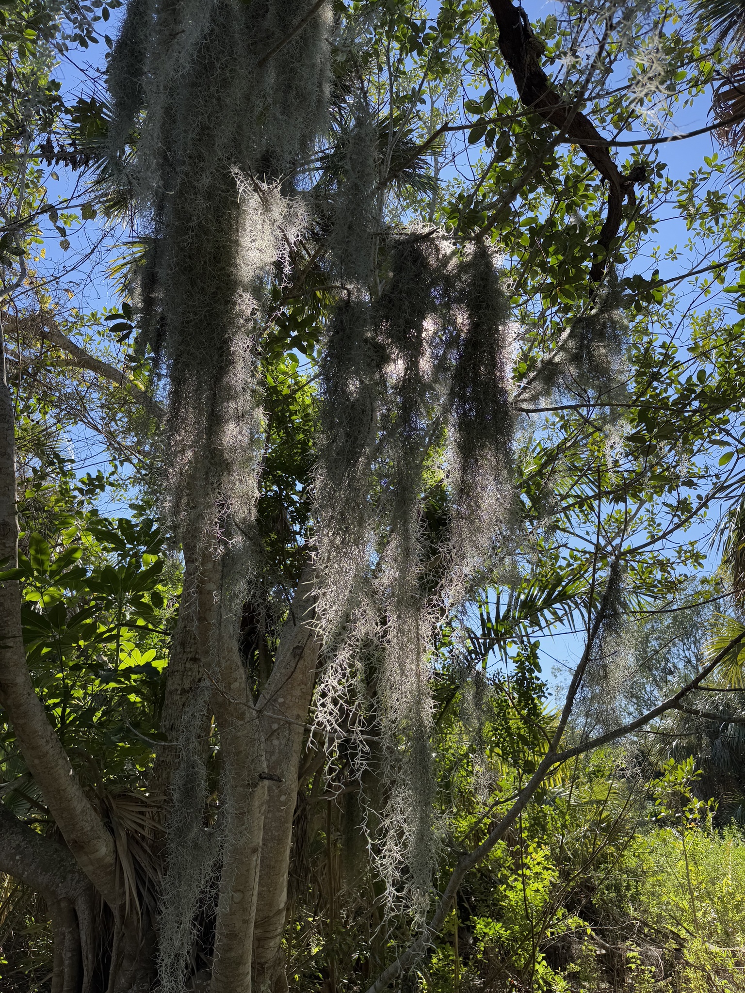 Spanish moss