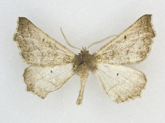 Tetracis formosa