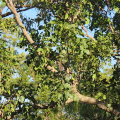 Erythrophleum chlorostachys