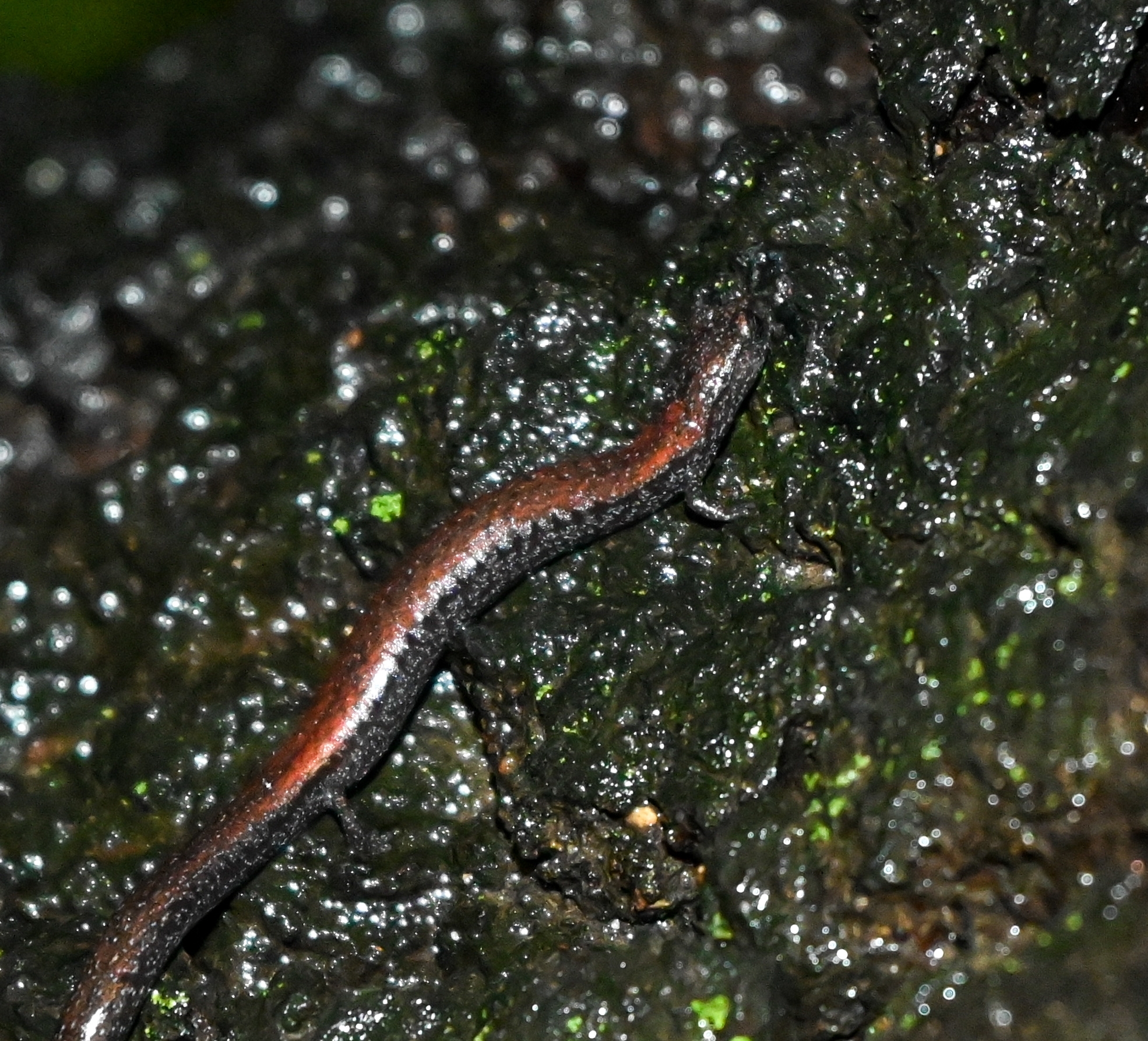Batrachoseps nigriventris Cope, 1869