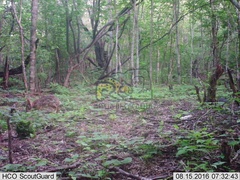 Sylvilagus cunicularius insolitus