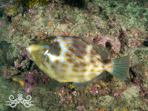 Deep-bodied leatherjacket (Eubalichthys mosaicus) — Monacanthidae