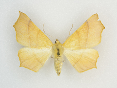 Tetracis cervinaria