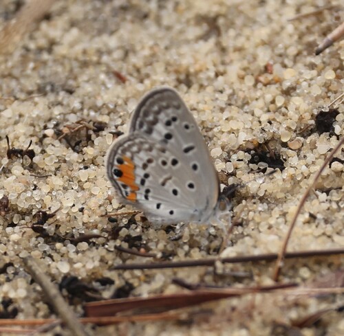 Common Meadow Blue