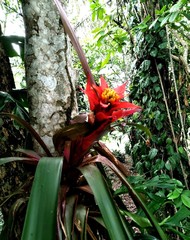Guzmania lingulata