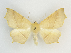 Tetracis cervinaria