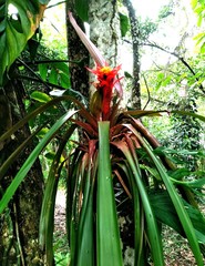 Guzmania lingulata