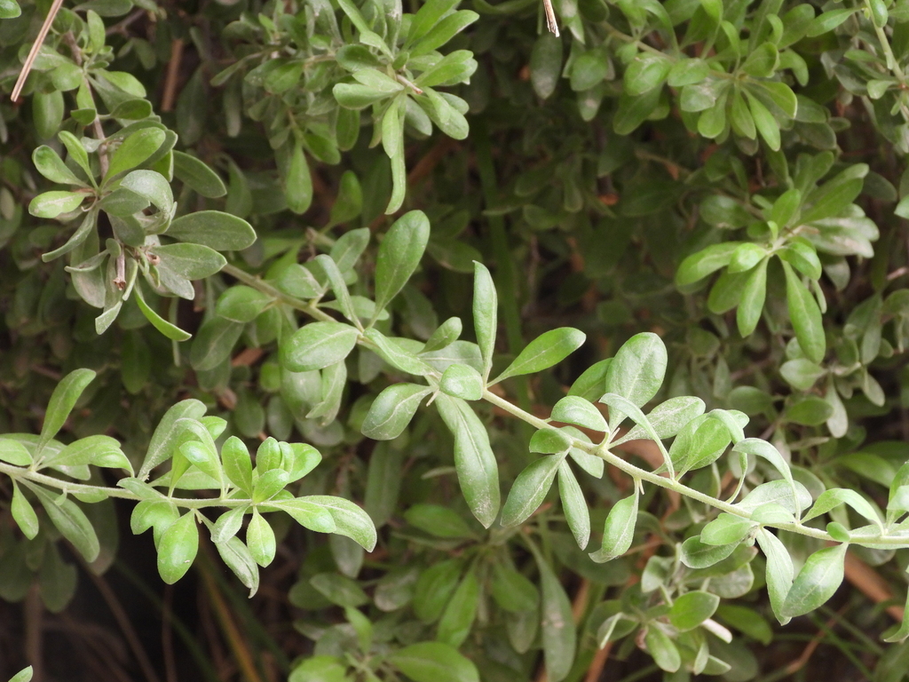 African boxthorn from Al Bridi - Sharjah - United Arab Emirates on ...
