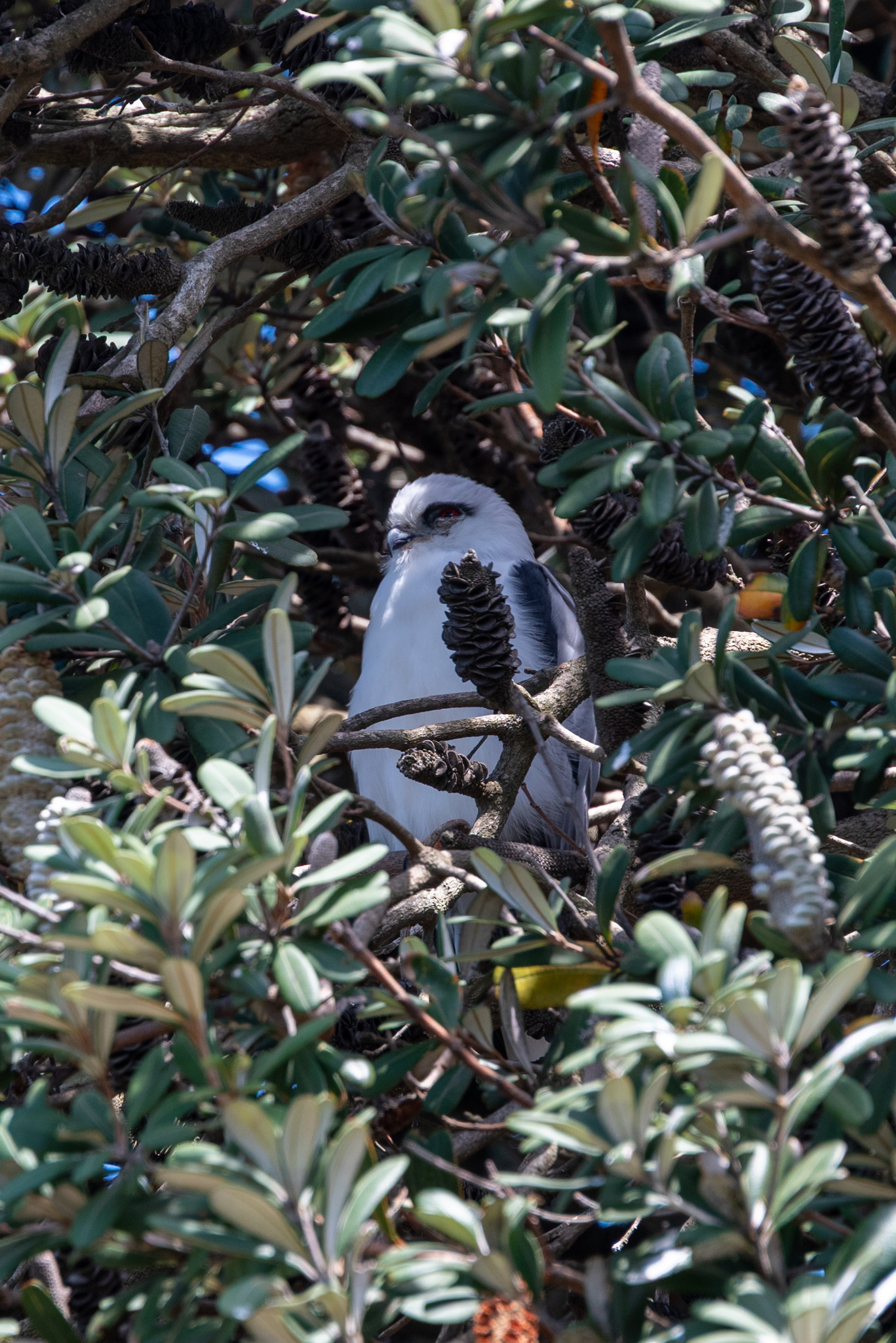 Elanus axillaris (Latham, 1802)