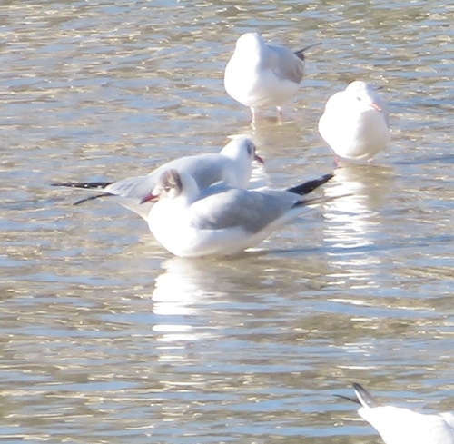 Black-headed Gull (Chroicocephalus ridibundus), photo 9