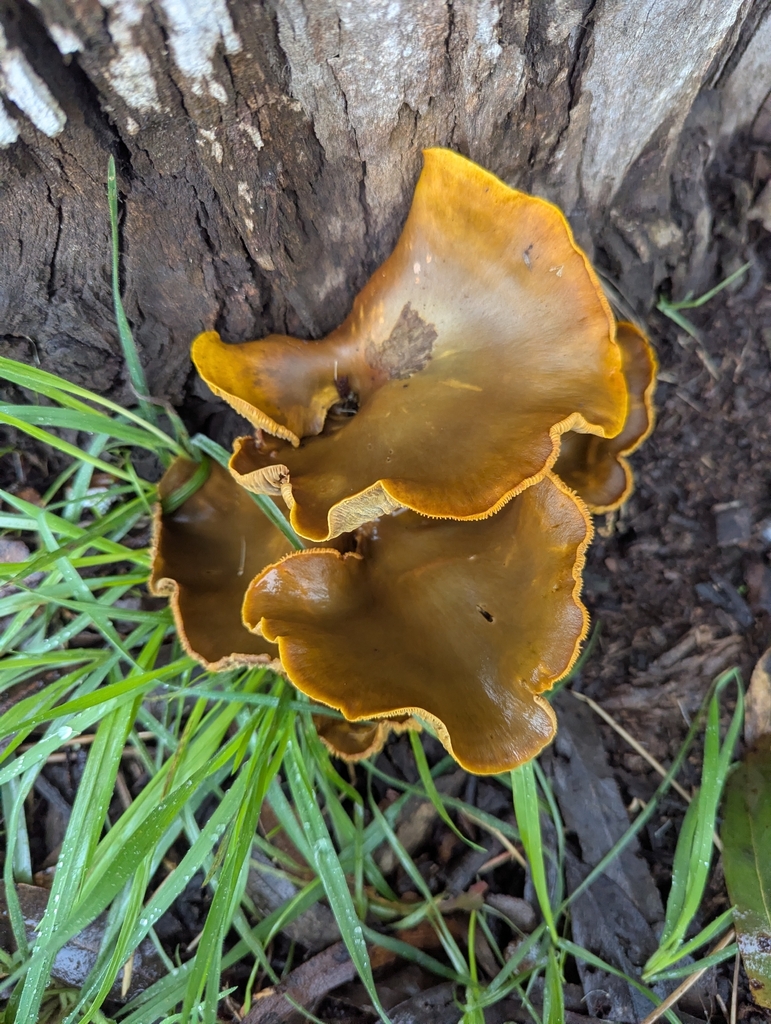 Omphalotus olivascens · January 2026 · photo: © louisiv826 (iNaturalist, cc-by)