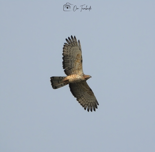 Oriental Honey-Buzzard (Indian)