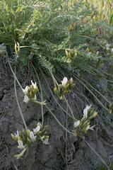 Astragalus reduncus
