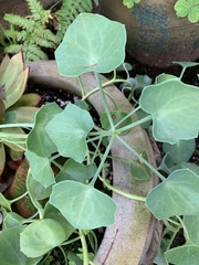 Senecio tropaeolifolius