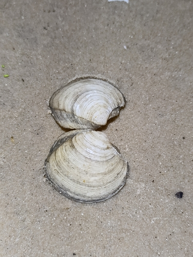 Phacoides pectinatus