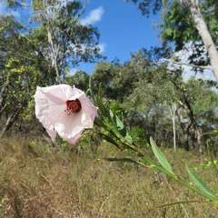 Hibiscus meraukensis