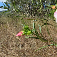 Hibiscus meraukensis