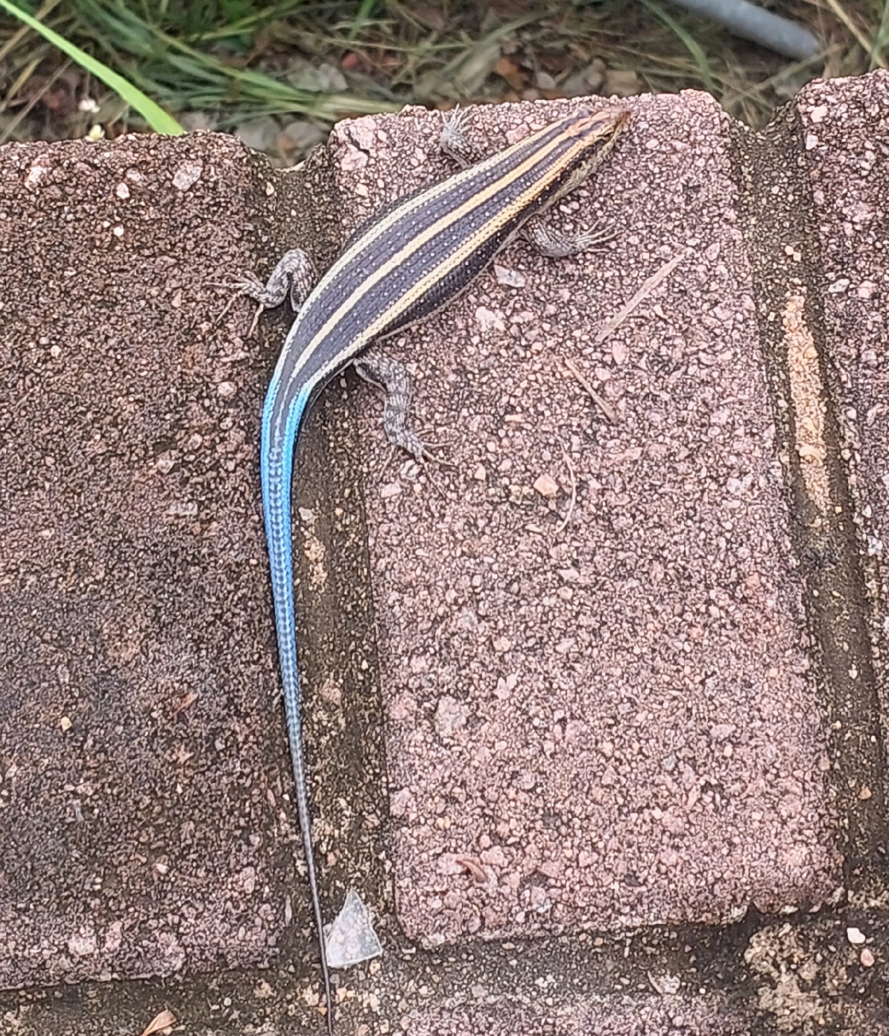 Attenborough’s Skink, Trachylepis attenboroughi