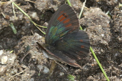 Erebia tyndarus