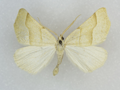 Pherne sperryi
