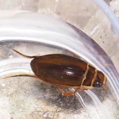 Dytiscus pisanus