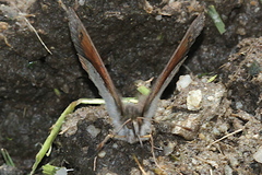 Erebia tyndarus