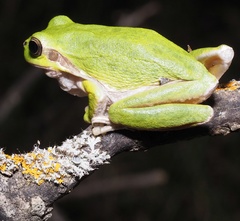 Hyla sarda