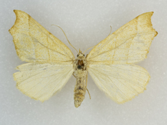 Pherne placeraria