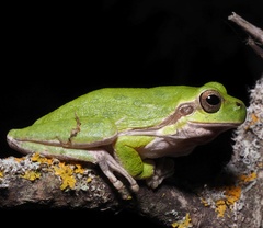 Hyla sarda