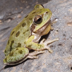 Hyla sarda
