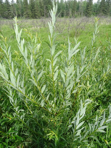 meadow willow (Salix petiolaris)