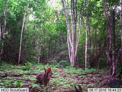 Sylvilagus cunicularius insolitus