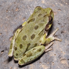 Hyla sarda