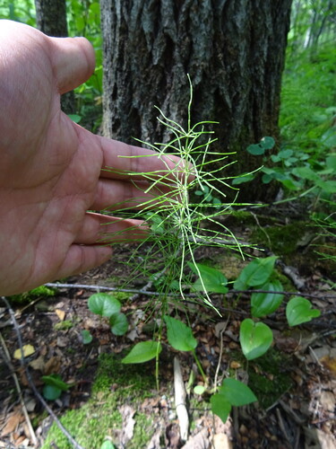 Shady Horsetail (Equisetum pratense)