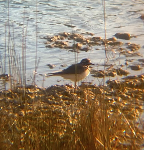 Killdeer (Charadrius vociferus), photo 5