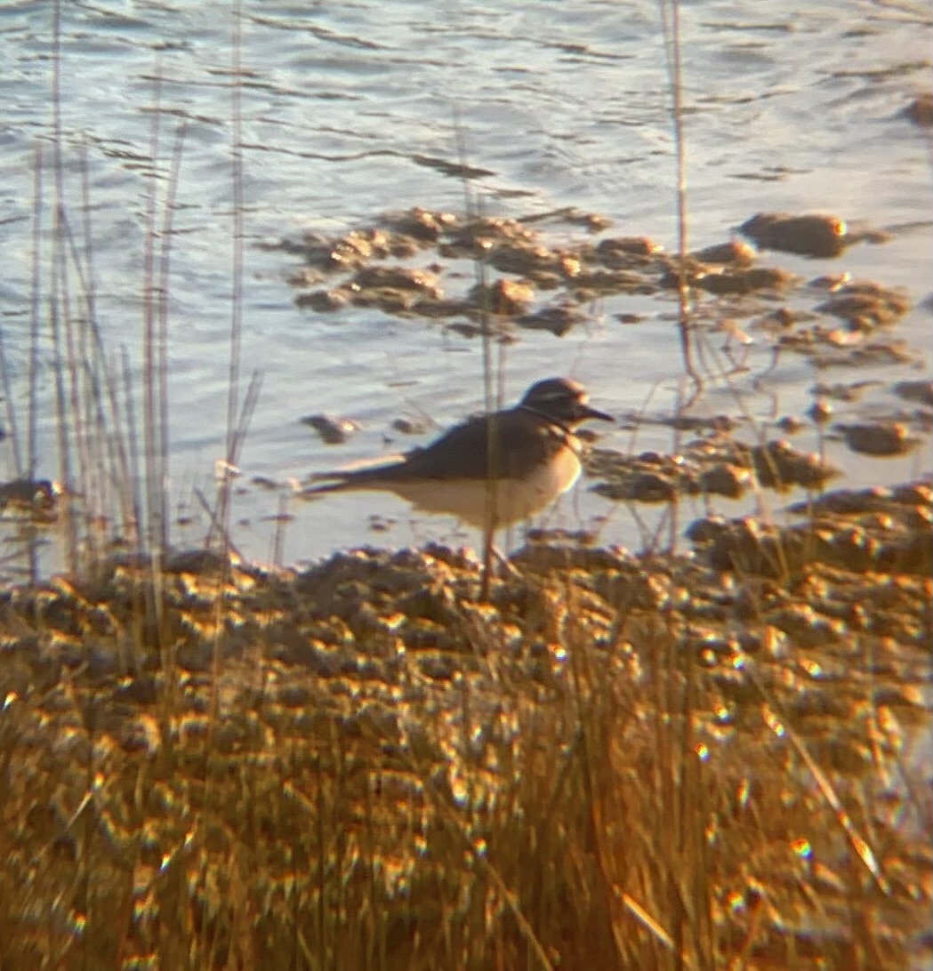 Killdeer (Charadrius vociferus), photo 8
