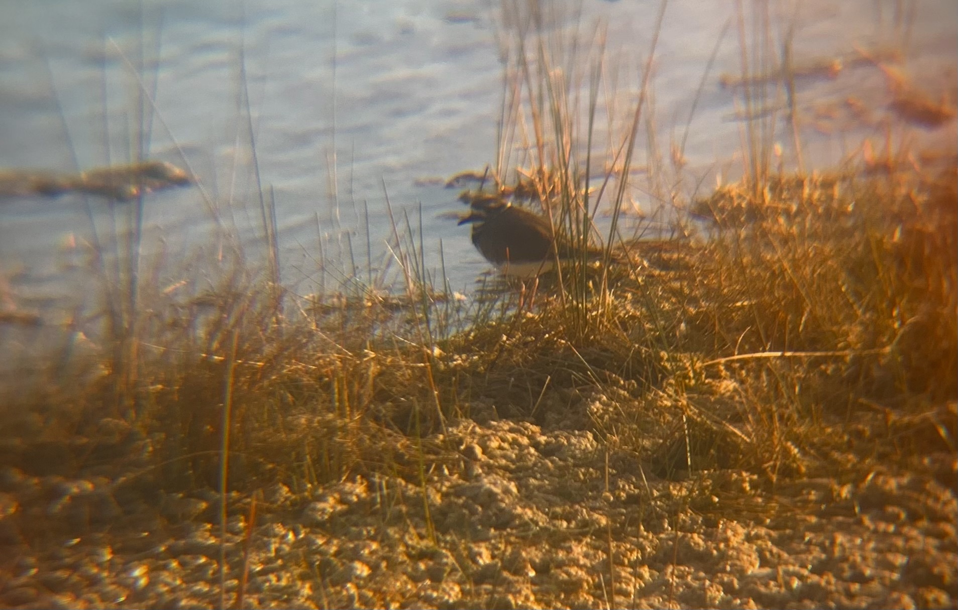 Killdeer (Charadrius vociferus), photo 7