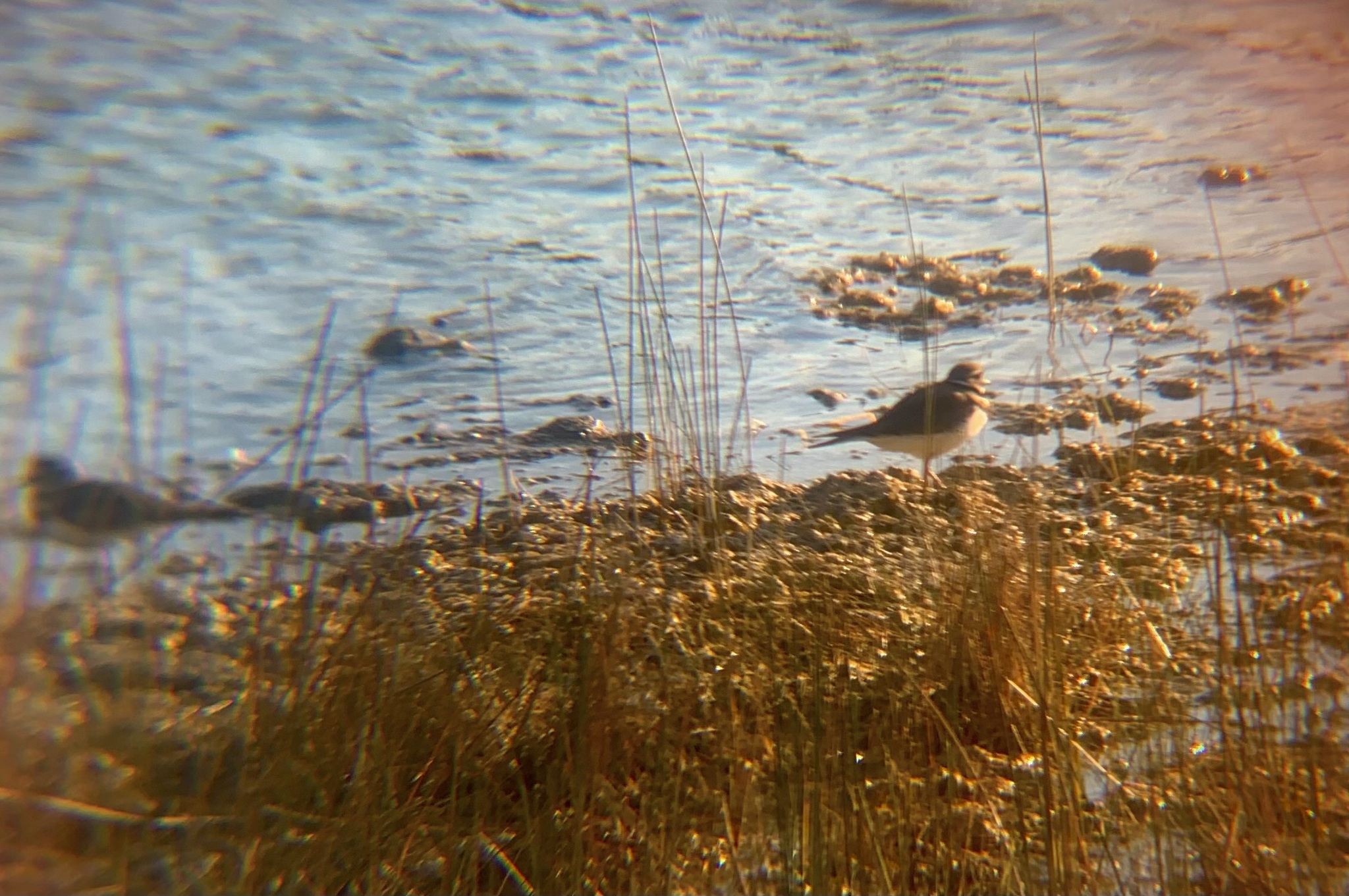 Killdeer (Charadrius vociferus), photo 9