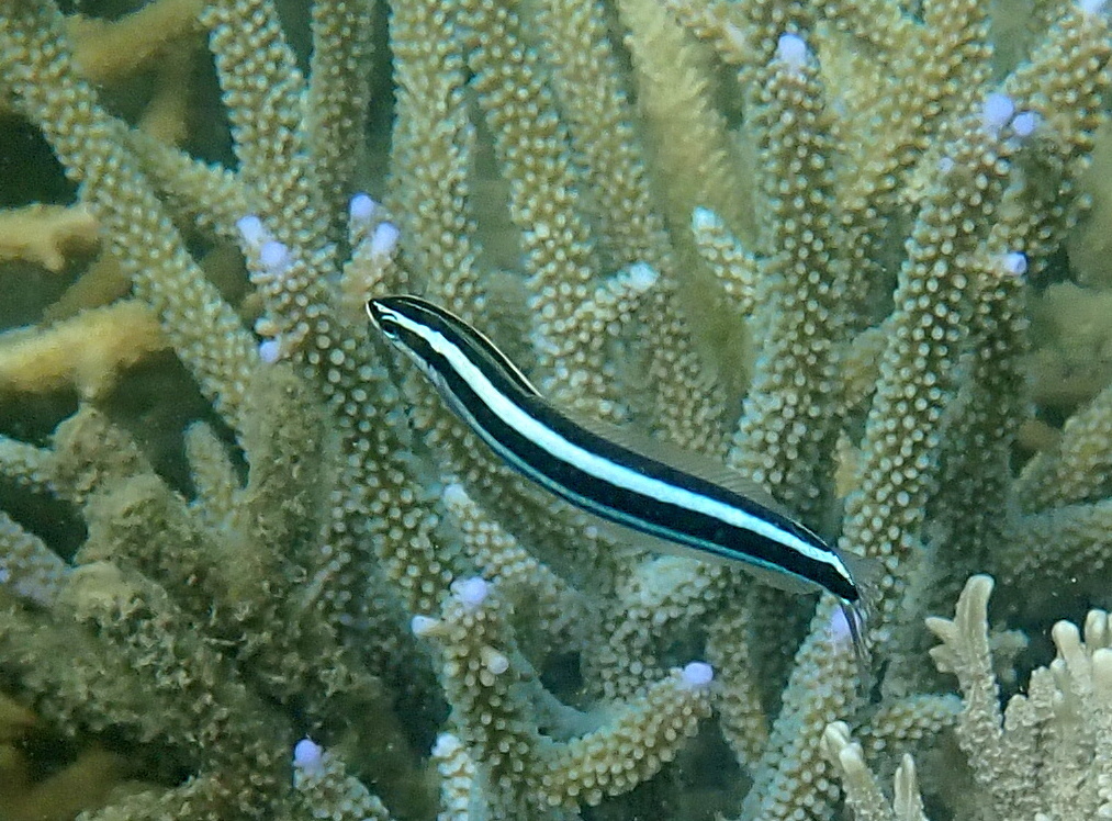 Blue-lined blenny (Plagiotremus rhinorhynchos) — Blenniidae