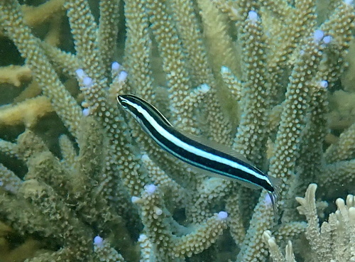 Blue-lined blenny (Plagiotremus rhinorhynchos) — Blenniidae