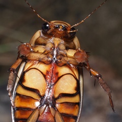 Dytiscus pisanus