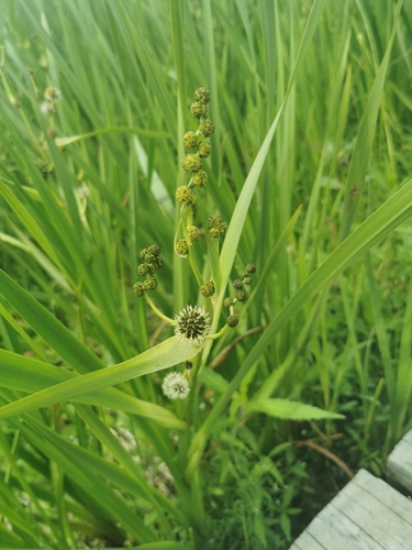 big bur-reed (Sparganium eurycarpum)