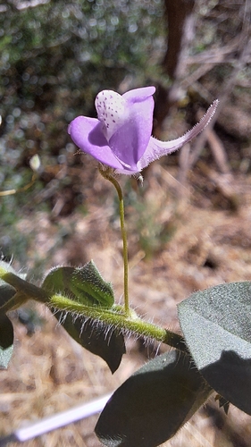 Mediterranean Fluellen (Kickxia commutata)